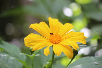 yellow flower