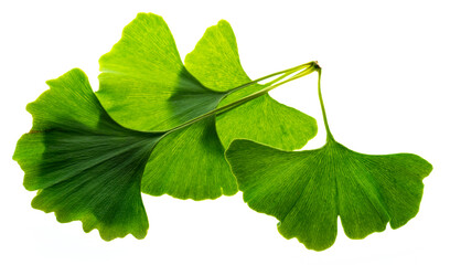 ginkgo biloba leaves isolated on a white background