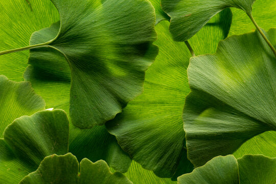 ginkgo biloba leaves on a white background