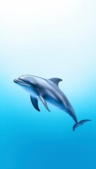 Dolphin Wallpaper