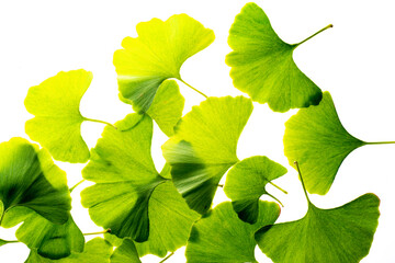 ginkgo biloba leaves isolated on a white background