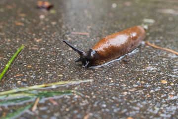 Brown slug on the asphalt after the rain