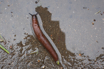 Brown slug on asphalt after rain, top view - obrazy, fototapety, plakaty
