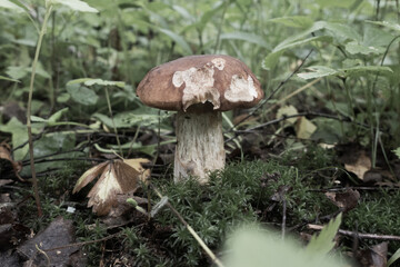 White mushroom in the forest, close-up