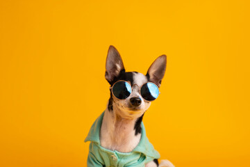 perrito chihuahua con lentes