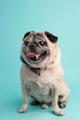 Fototapeta premium pug sentado