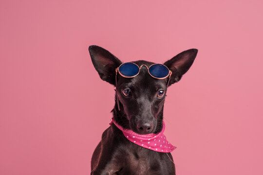 perrita con lentes