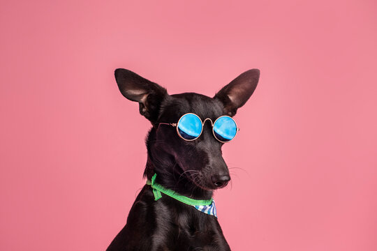 perrita con lentes