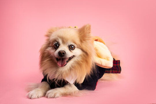perrita colegiala