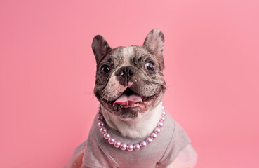perrita divertida