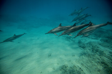 Fototapeta na wymiar underwater photo of a pod of dolphins