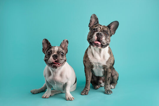 perritos bulldog franc&eacute;s 