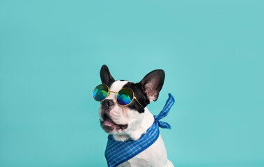 perrito con lentes