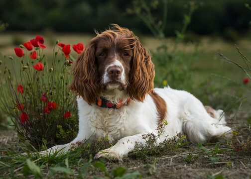 english springer spaniel wwith poppies