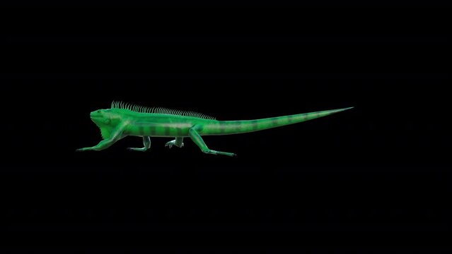 Colorful Loop Iguana Walk animation with transparent (alpha) background