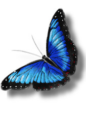 Naklejka premium Butterflies, hand drawn digital drawing of butterflies imitating the texture and colors of crayons, hand drawn illustration. PNG