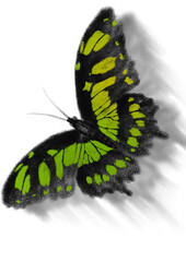 Butterflies, hand drawn digital drawing of butterflies imitating the texture and colors of crayons, hand drawn illustration. PNG