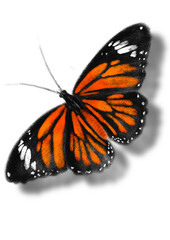 Fototapeta na wymiar Butterflies, hand drawn digital drawing of butterflies imitating the texture and colors of crayons, hand drawn illustration. PNG