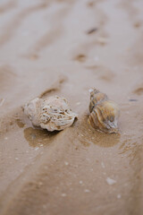 two conch shell on sand on the beach 