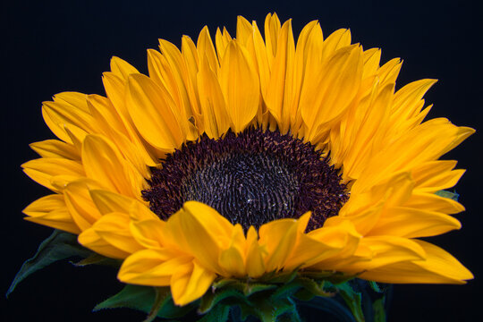 Sonnenblumenkopf