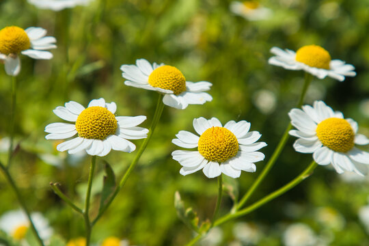 Margeriten