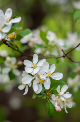 White delicate apple blossoms. Bloom of apple trees
