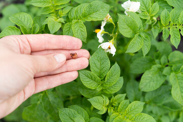 destroyed potato crop by the Colorado potato beetle, garden pest and eaten potato leaves