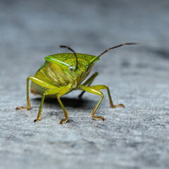 Green birch shieldbug standing out in grey worktop