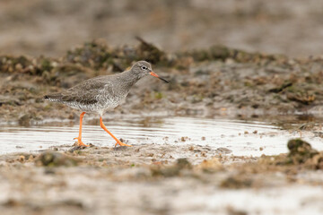 Common redshank standing in the beach