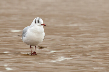 Black headed gull standing in the beach