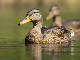 Female mallard duck in still water pond