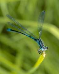 The azure damselfly during mating season