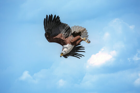 A flying African fish eagle (Icthyophaga vocifer) or the African sea eagle