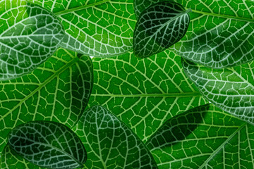 fittonia green leaves close up in the detail