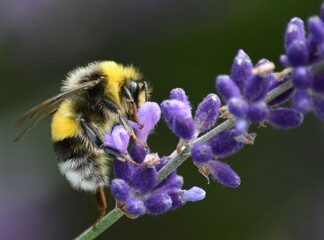 bumblebee striped collects nectar on lavender flowers