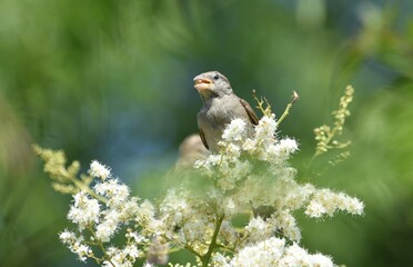 sparrow with a grain of wheat in its beak