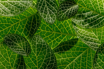 fittonia green leaves close up in the detail
