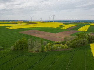 A rural field of yellow rapeseed and green grass - in the background a wind farm
