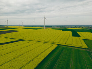 Polish rape fields in the countryside