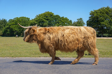 Highland cattle walking down country road. Horned cow with long brown hair.