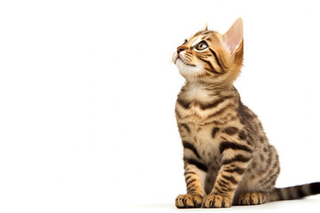 Portrait of a young Bengal cat or kitten. High quality photo