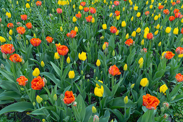 Red Tulips Outdoor, Spring Tulipa Flowers