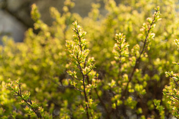 Spring Branch, Young Tree Leaves on Blur Background, Spring Twig with New Green Leaves