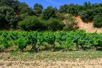 Fototapeta na wymiar Vineyards of Chateauneuf du Pape appelation with grapes growing on soils with large rounded stones galets roules, lime stones, gravels, sand.and clay, famous red wines, France