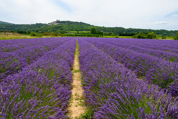 Obraz na płótnie Canvas View on rows of blossoming purple lavender, green fiels and Lacoste village in Luberon, Provence, France in July