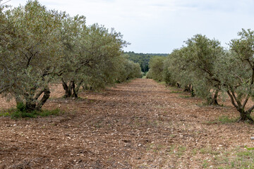Olive trees growing in Alpilles region, Provence, France. Production of high quality virgin olive...
