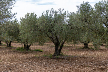 Olive trees growing in Alpilles region, Provence, France. Production of high quality virgin olive...