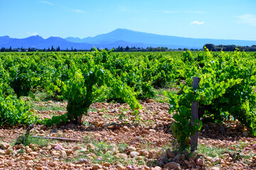 Fototapeta na wymiar Vineyards of Chateauneuf du Pape appellation with grapes growing on soils with large rounded stones galets view on Ventoux mountain, famous red wines, France