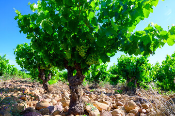 Vineyards of Chateauneuf du Pape appellation with grapes growing on soils with large rounded stones...