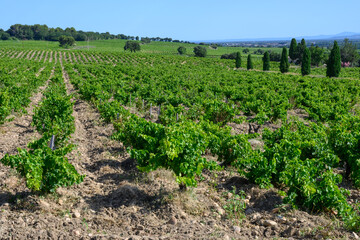 Fototapeta na wymiar Vineyards of Chateauneuf du Pape appelation with grapes growing on soils with large rounded stones galets roules, lime stones, gravels, sand.and clay, famous red wines, France